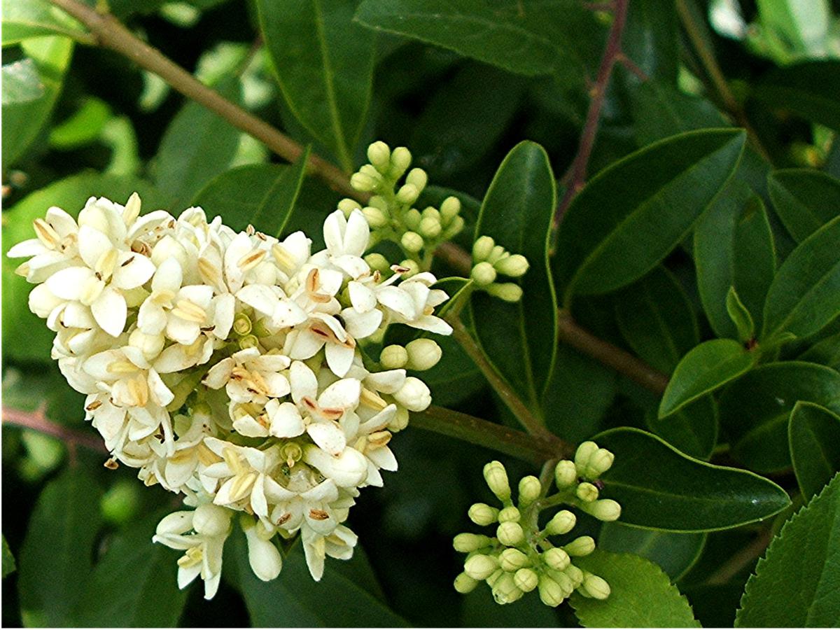 Ligustrum vulgare